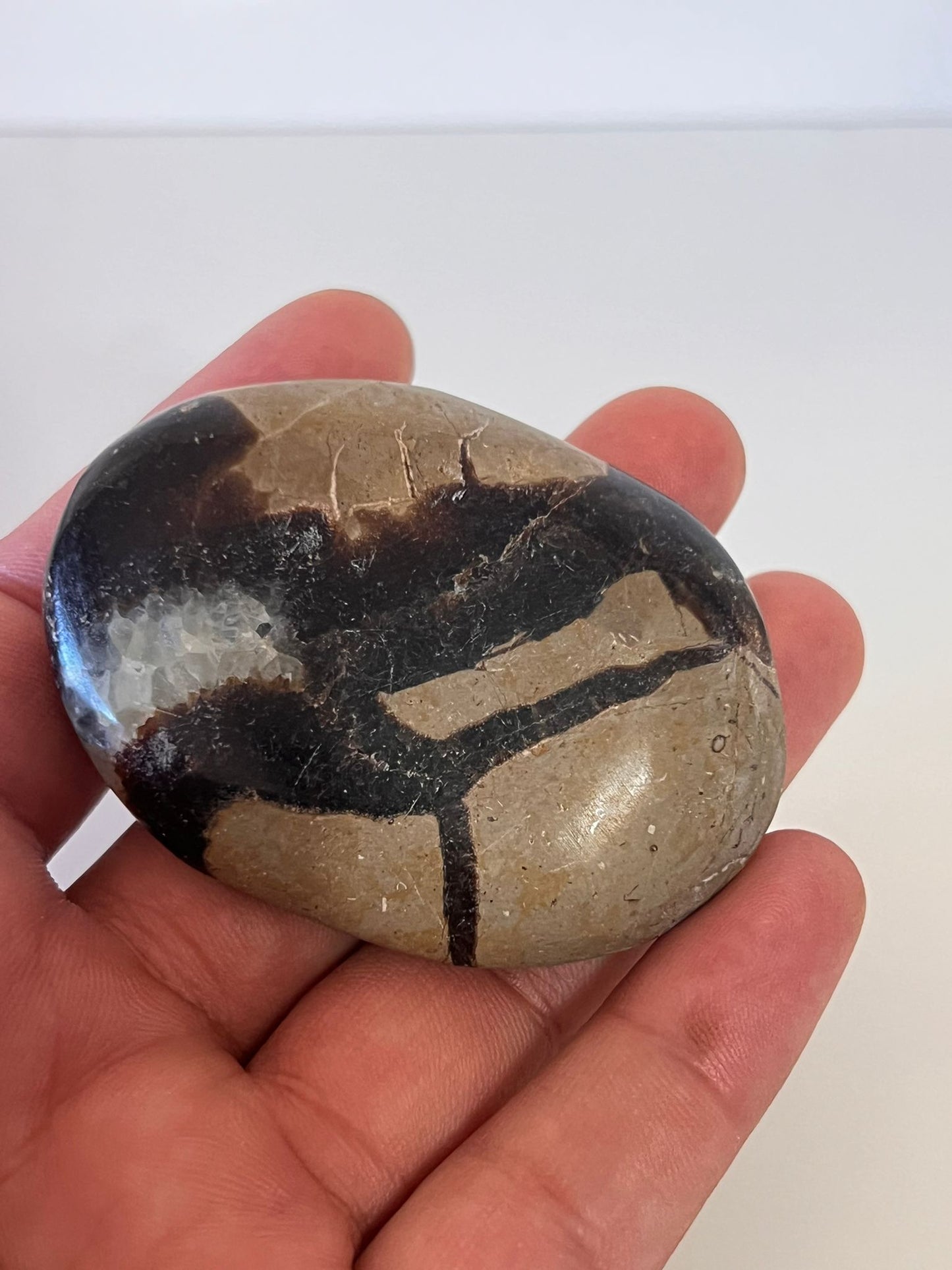 Septarian Nodule